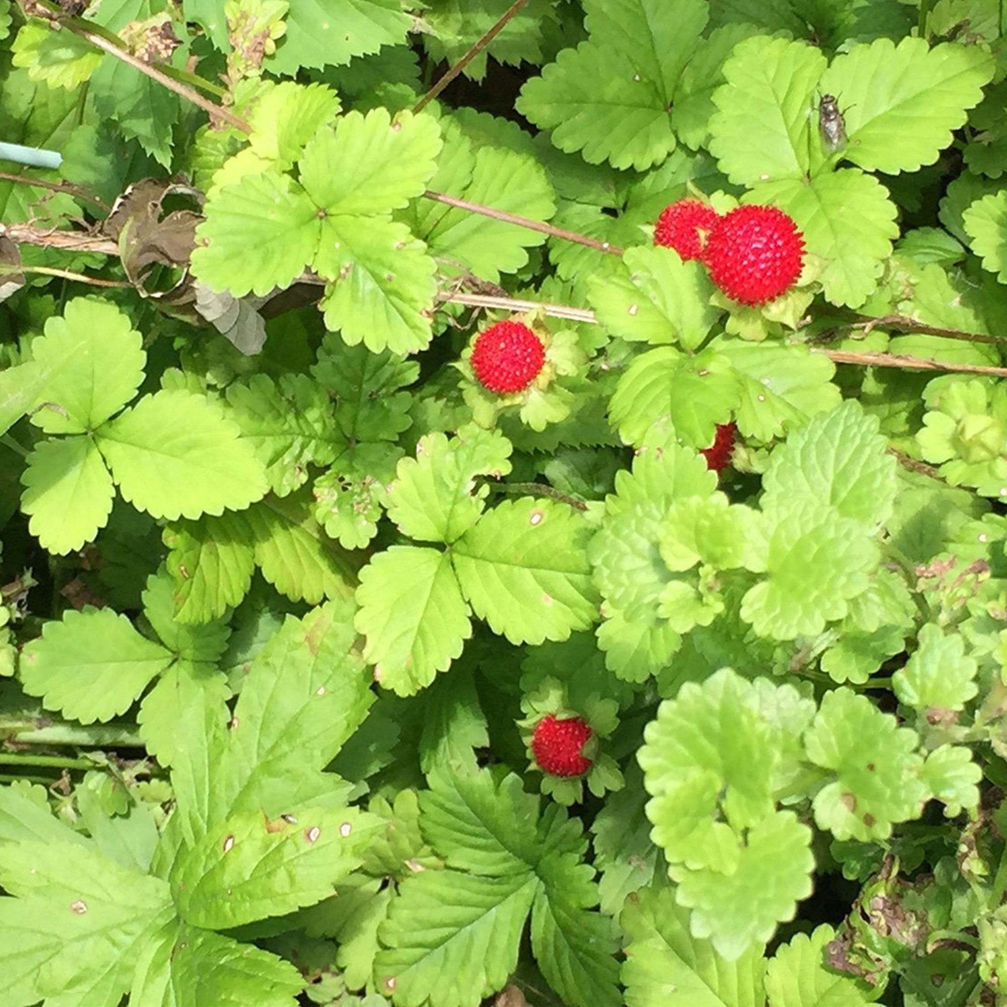Woodland Wild Strawberry Seeds (Fragaria vesca) - 100 Count Packet for Home Gardening, Organic Planting - Perfect for Backyard Gardens, Containers & Edible Landscaping