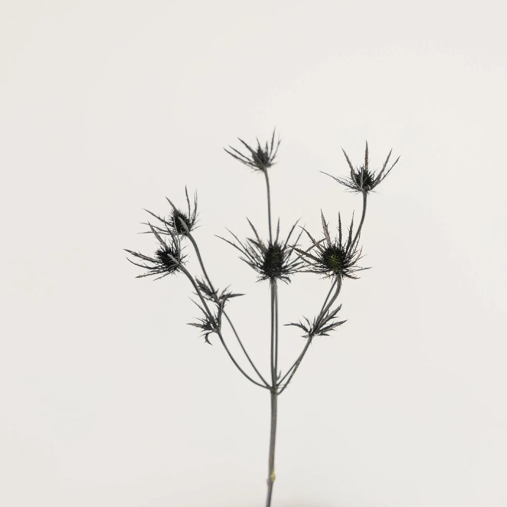 Black Thistle Flowers - Premium Artificial Floral Decor for Home, Wedding & Event Centerpieces | Dried Botanical Arrangement for Rustic, Farmhouse & Boho Style Decorating