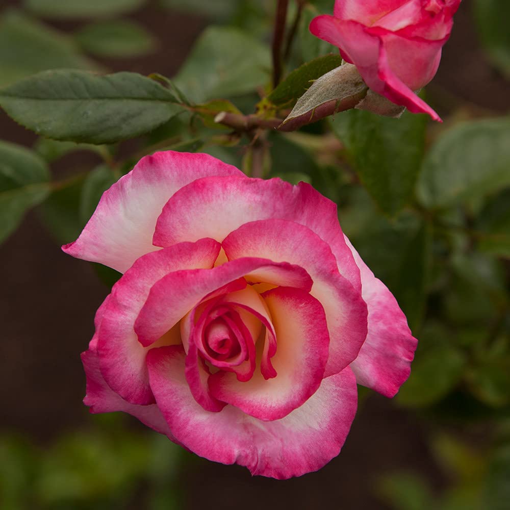 Heirloom Roses Climbing Rose Plant - Handel Live Rose Bush for Outdoor Garden Planting | Fragrant Climbing Roses for Trellis, Fence & Wall Decoration