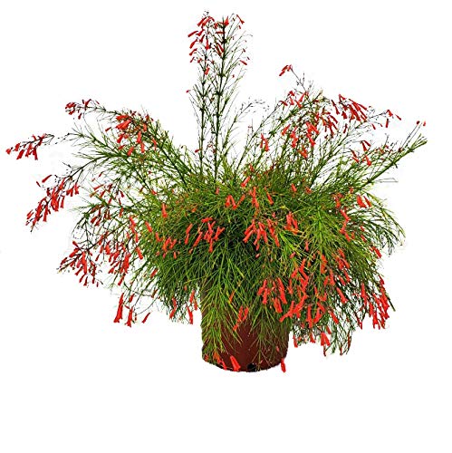 Red Firecracker Bush Live Plant - 24