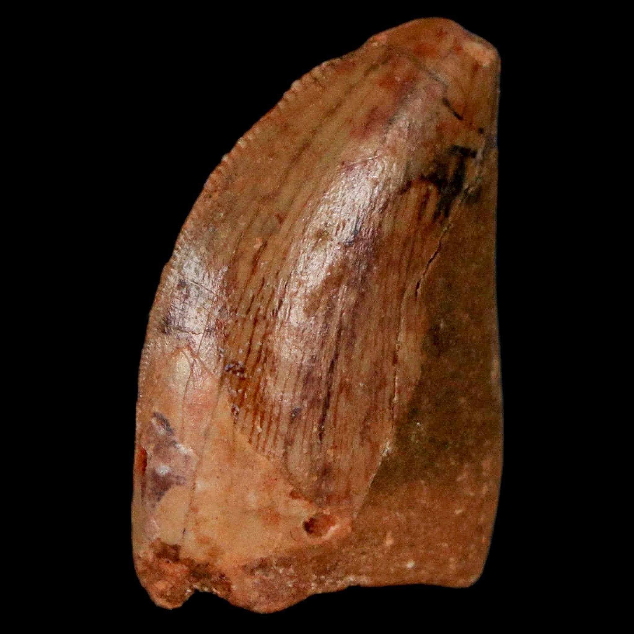 Authentic Carcharodontosaurus Dinosaur Fossil Tooth from Cretaceous Period - Morocco Origin with COA - Perfect for Paleontology Collectors & Museum-Quality Display
