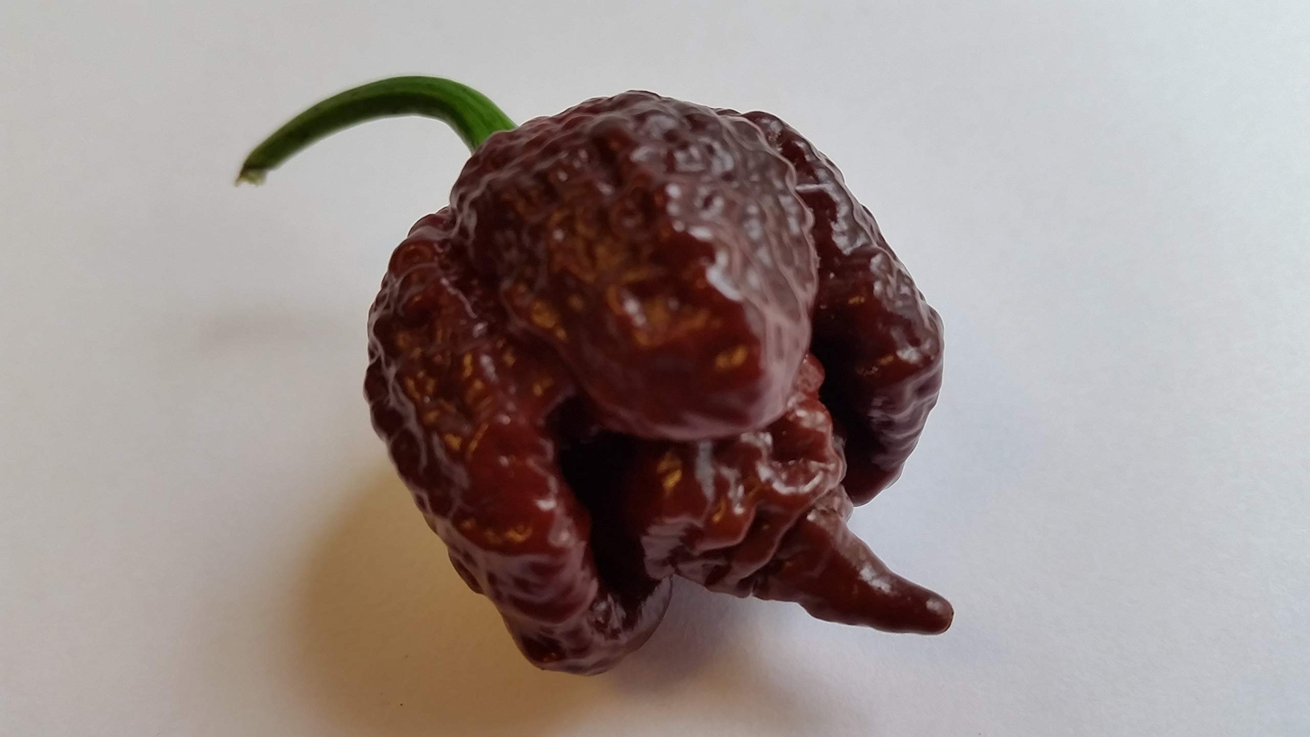 Chocolate Reaper Pepper Seeds - Super Hot Heirloom Chili Seeds for Home Garden Planting, Cooking & Spicy Food Lovers