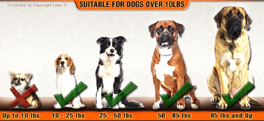 DT Universal No-Pull Dog Harness with Service Dog Patches - Adjustable Reflective Pet Vest for Small Dogs (Orange, XS) - Perfect for Training, Walking & Service Animal Identification