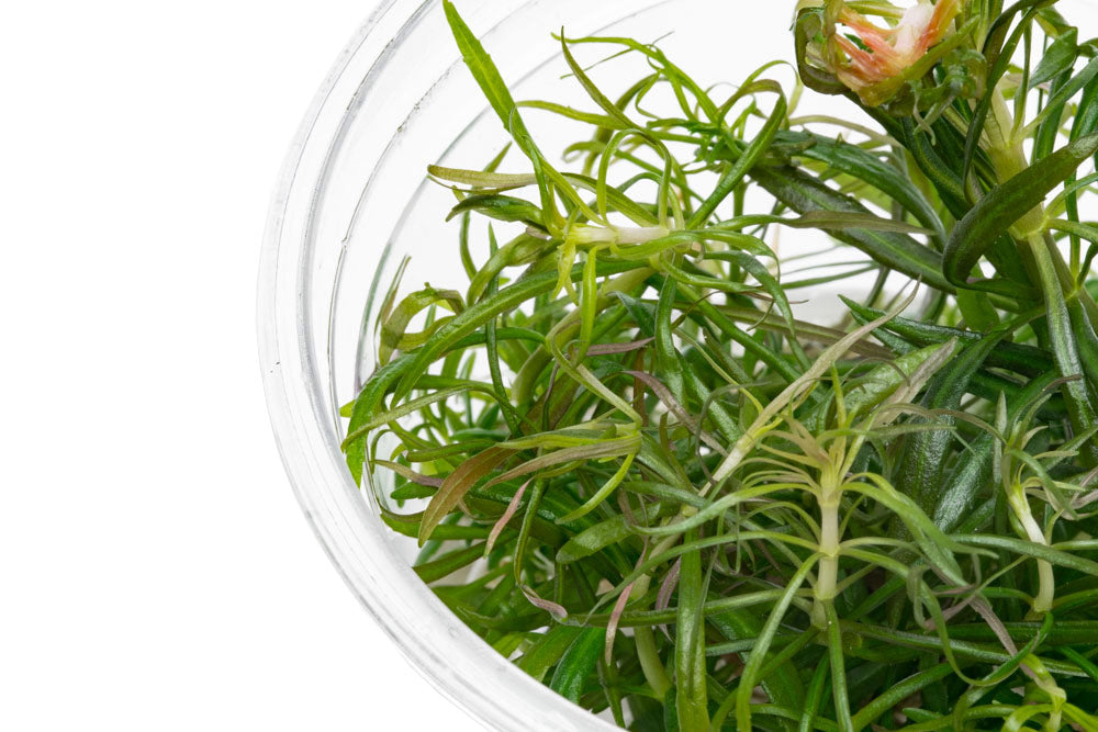 Pogostemon Stellatus Dassen Tissue Culture Aquatic Plant for Freshwater Aquarium - Perfect for Aquascaping, Fish Tanks & Aquatic Gardens