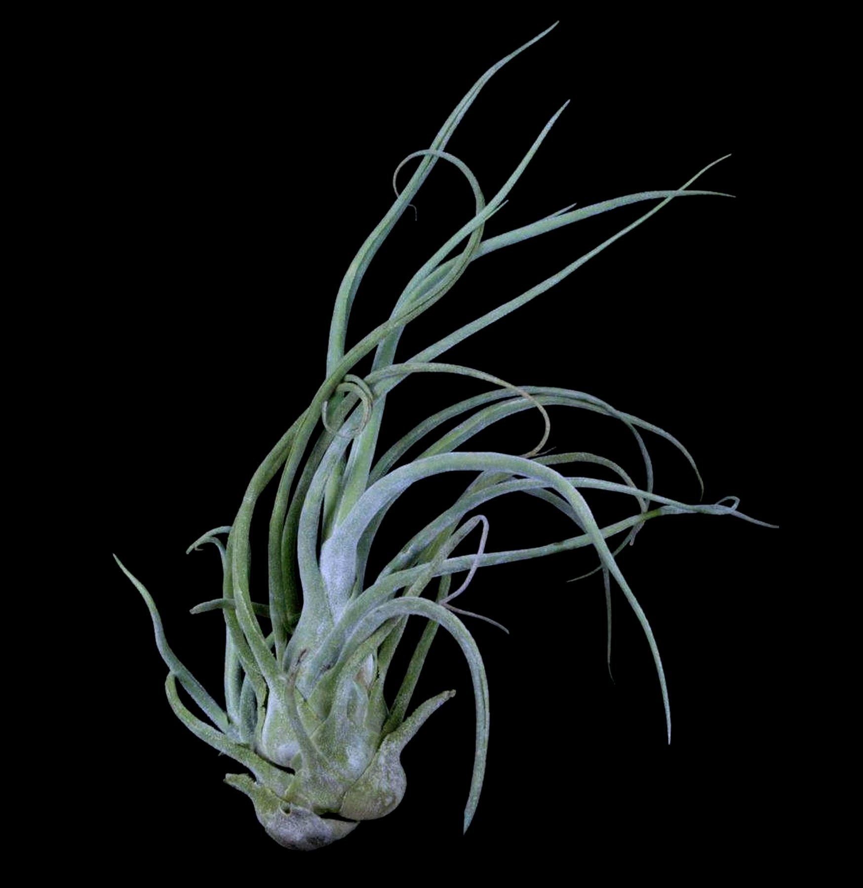 Tillandsia Pruinosa Guatemala - Air Plant for Home Decor, Terrariums & Gifts | Easy Care Indoor Plants for Office, Living Room & Wedding Centerpieces