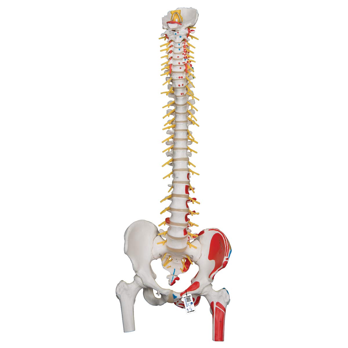 3B Scientific A58/7 Painted Deluxe Flexible Spine with Femur Heads - Anatomically Accurate Human Spine Model for Medical Education & Physical Therapy - Perfect for Classroom, Chiropractic Training & Patient Demonstration
