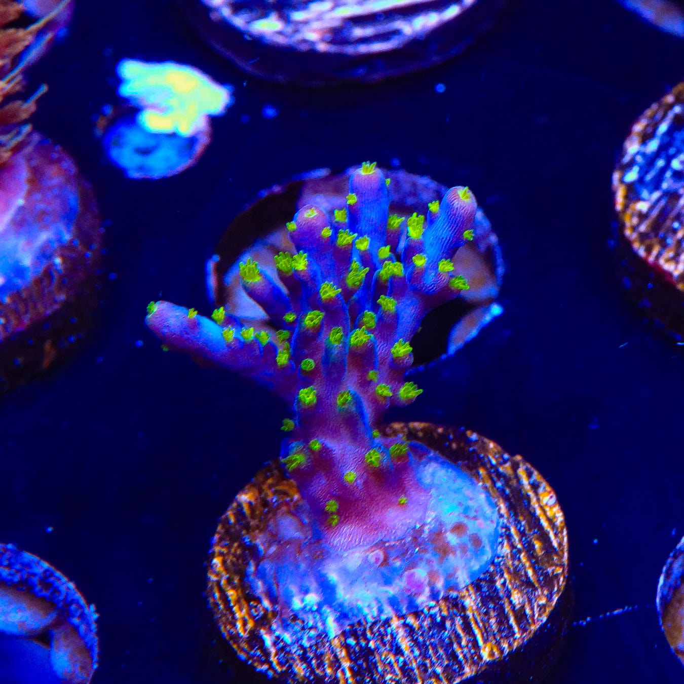 Garf Bonsai Acropora Coral - Premium Saltwater Aquarium Coral for Reef Tanks | Perfect for Marine Aquascaping & Coral Propagation