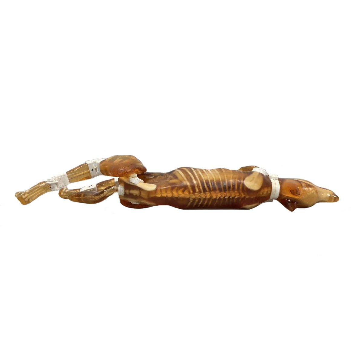 Female Dog Phantom for X-Ray, CT & MRI Imaging - High-Quality Veterinary Training & Diagnostic Tool for Accurate Scans