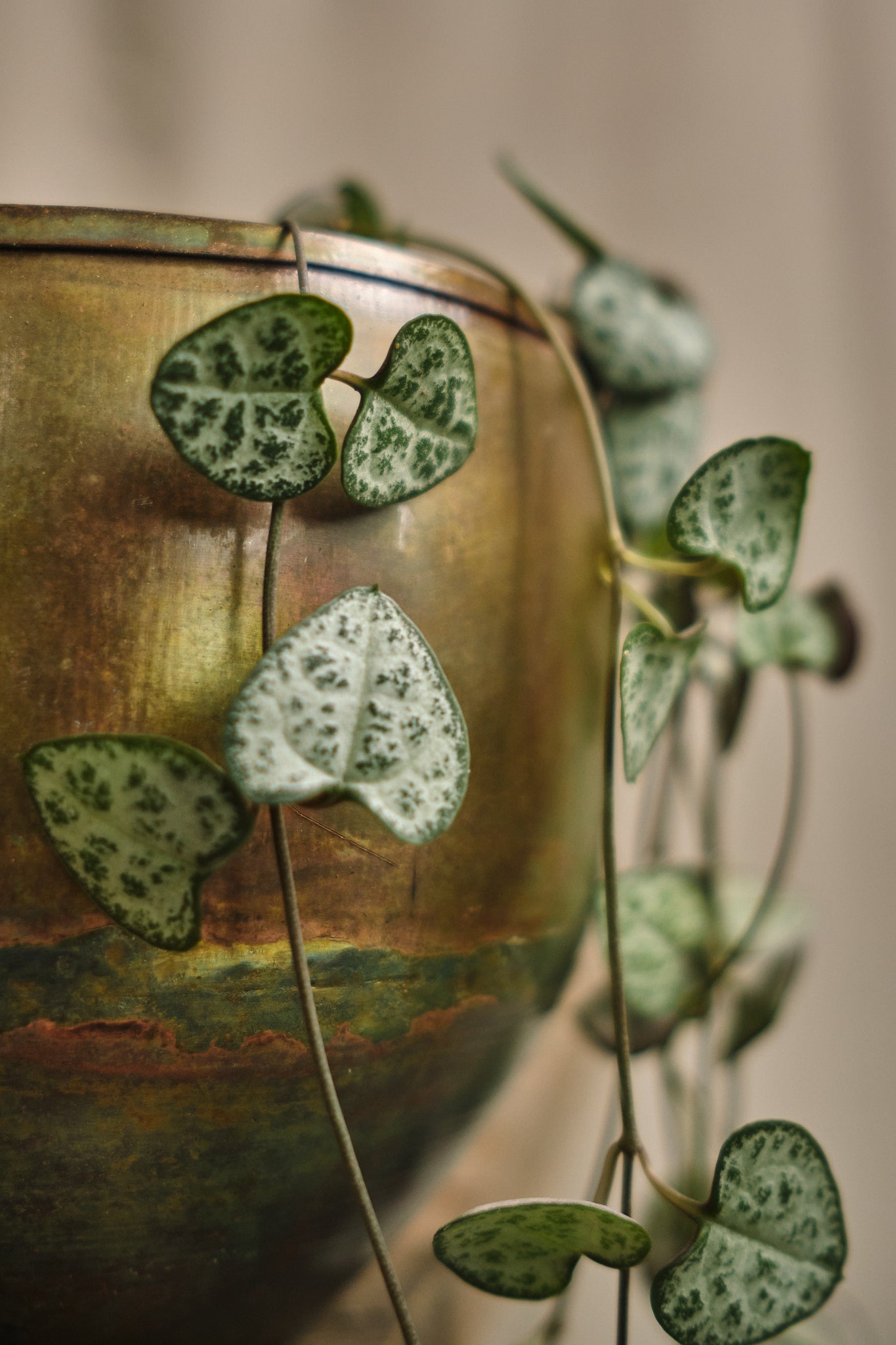 Ceropegia Woodii - Heart-Shaped Hanging Succulent Plant for Home & Office Decor | Perfect for Indoor Gardens, Shelves, and Balconies