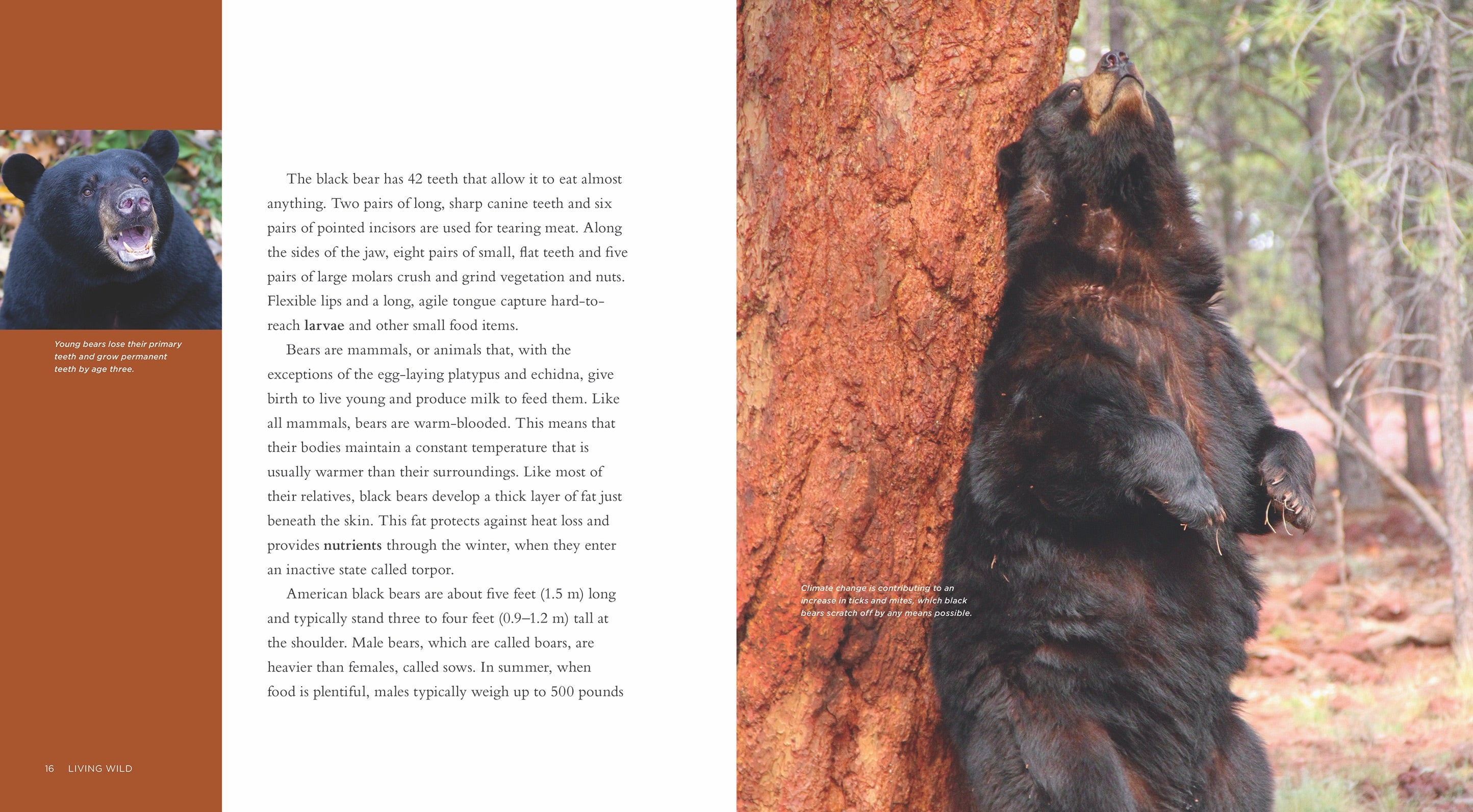 Black Bears Book - ISBN 9781608189564 - Wildlife Education & Nature Reading for Kids & Adults
