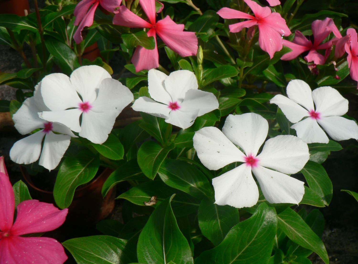 Periwinkle Madagascar Mix Flower Seeds - Pack of 20-40 Seeds for Garden Planting, Landscaping & Container Gardening
