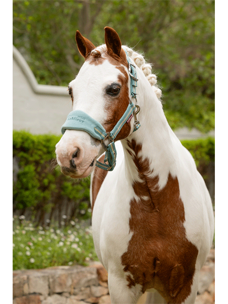 Premium Mini LeMieux Vogue Fleece Headcollar & Lead Rope Set for Horses - Soft & Comfortable Equestrian Training Gear for Show Jumping, Dressage & Trail Riding