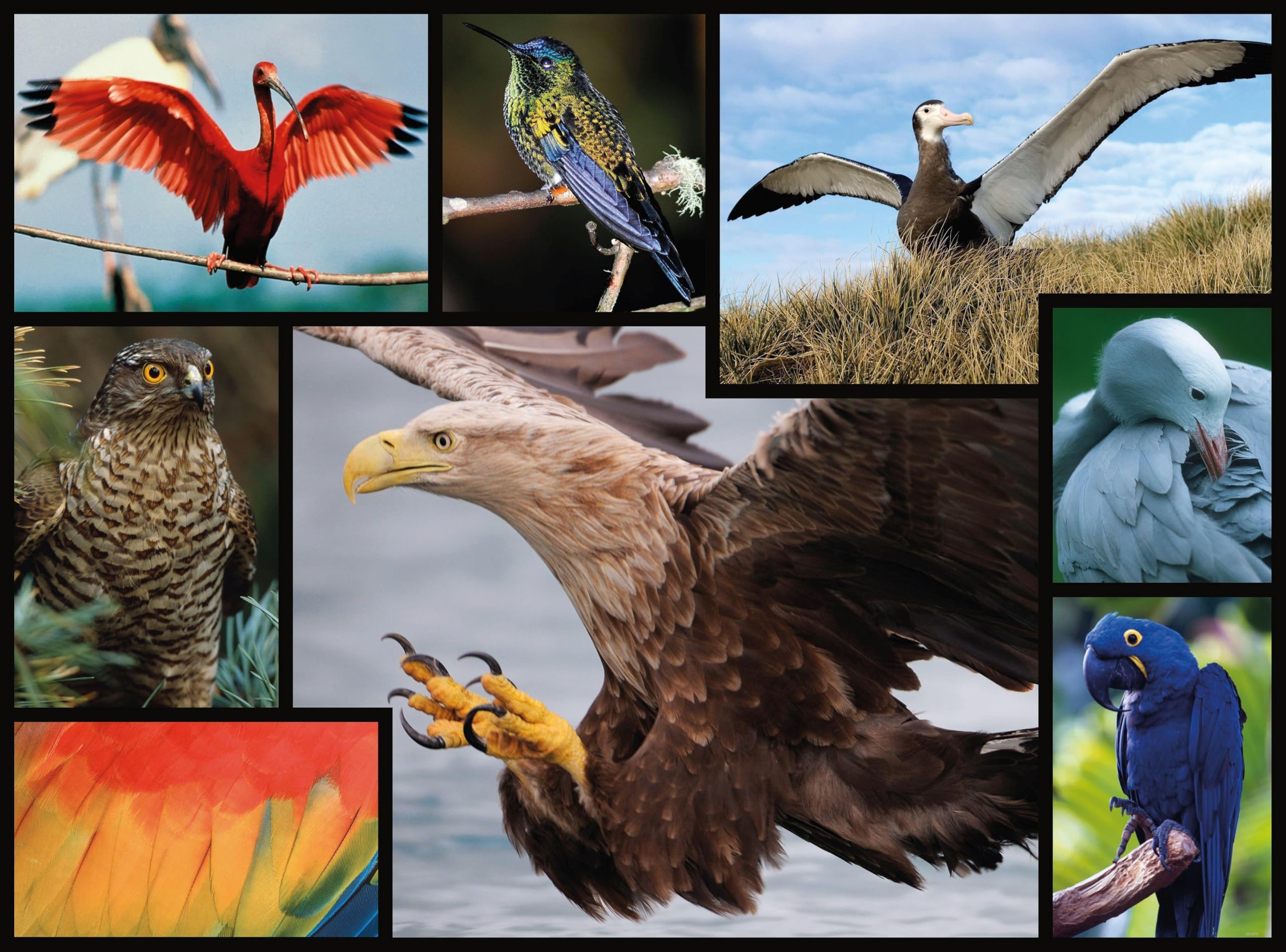 WWF Birds 1000 Piece Jigsaw Puzzle - Premium Quality Wildlife Puzzle for Adults & Teens - Perfect for Family Game Night, Relaxation & Home Decor
