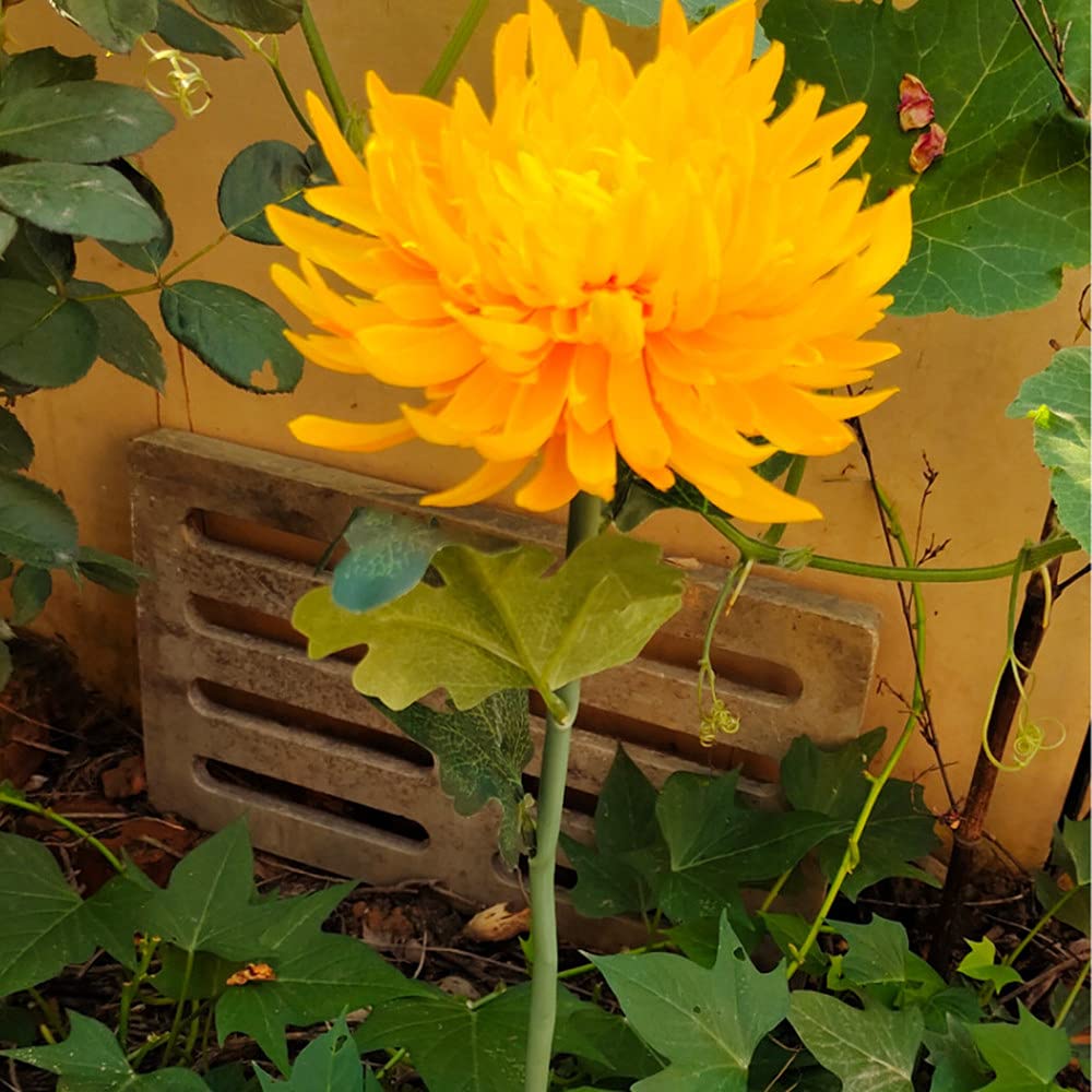 4 Pack Solar Garden Lights - Waterproof Outdoor Solar Lights with Large Chrysanthemum Flowers & Bigger Solar Panel for Patio, Yard, Pathway (Yellow) | Perfect for Landscape Lighting, Backyard Decor & Nighttime Safety