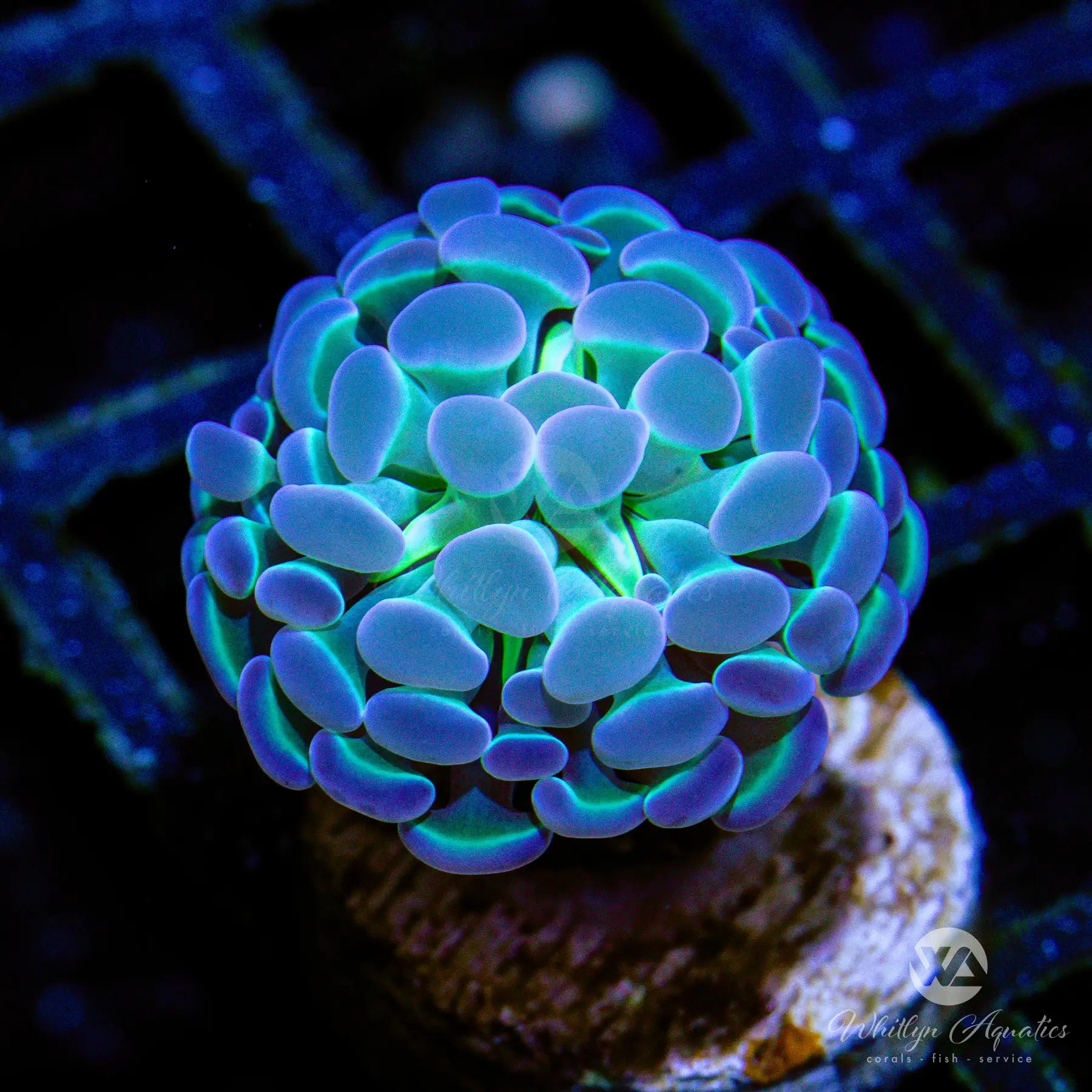 Hologram Branching Hammer - Premium Quality for DIY Projects & Home Improvement | Perfect for Wall Decor, Gifts & Unique Art Displays