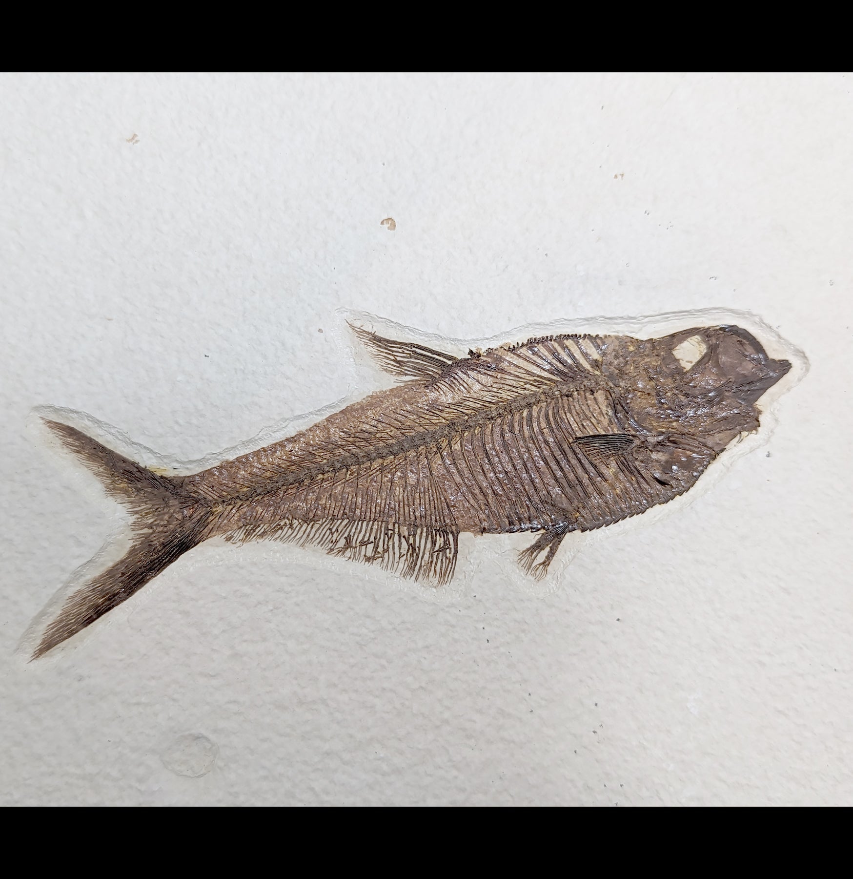 Premium Diplomystus Fossil Fish Plate - Authentic Eocene Era Specimen for Collectors & Home Decor - Perfect for Science Enthusiasts & Interior Design