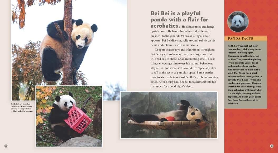 Bei Bei Goes Home: A Panda Story - Heartwarming Children's Book About Panda Conservation | Perfect for Bedtime Reading & Wildlife Education