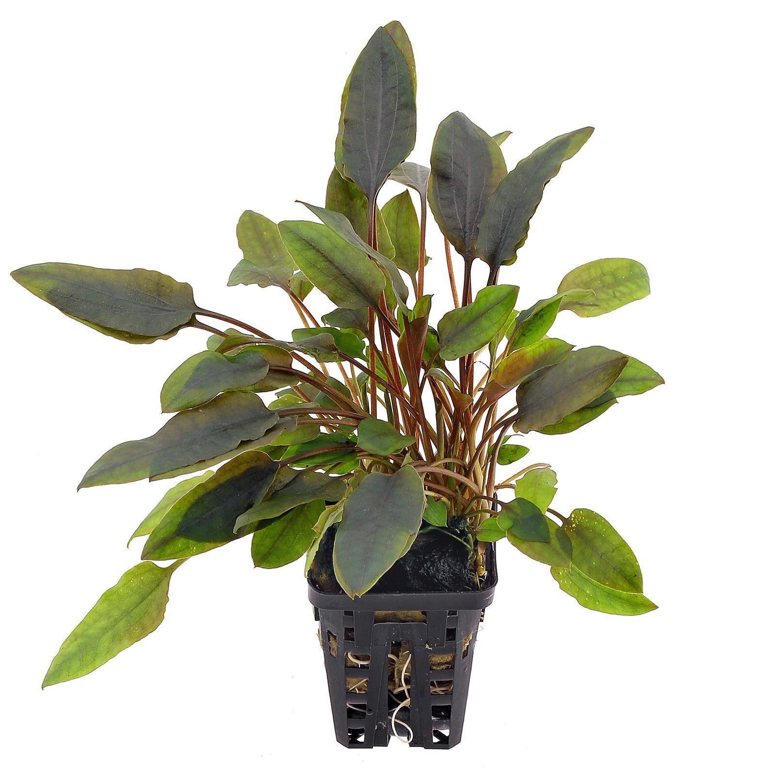 TCulture Cryptocoryne Walkeri Live Aquarium Plant (Potted) - Perfect for Freshwater Fish Tanks, Aquascaping & Aquatic Gardens