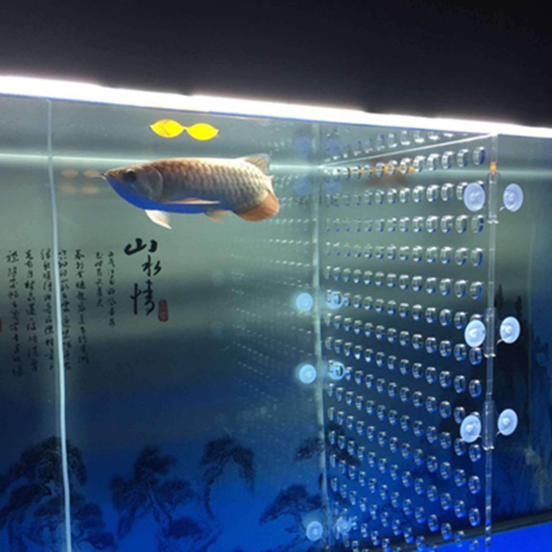 75 Gallon Acrylic Tank Divider with Suction Cups - 17x18.8 Inch Isolation Board for Aquarium Fish Separation (Ideal for Breeding, Quarantine & Tank Dividers)