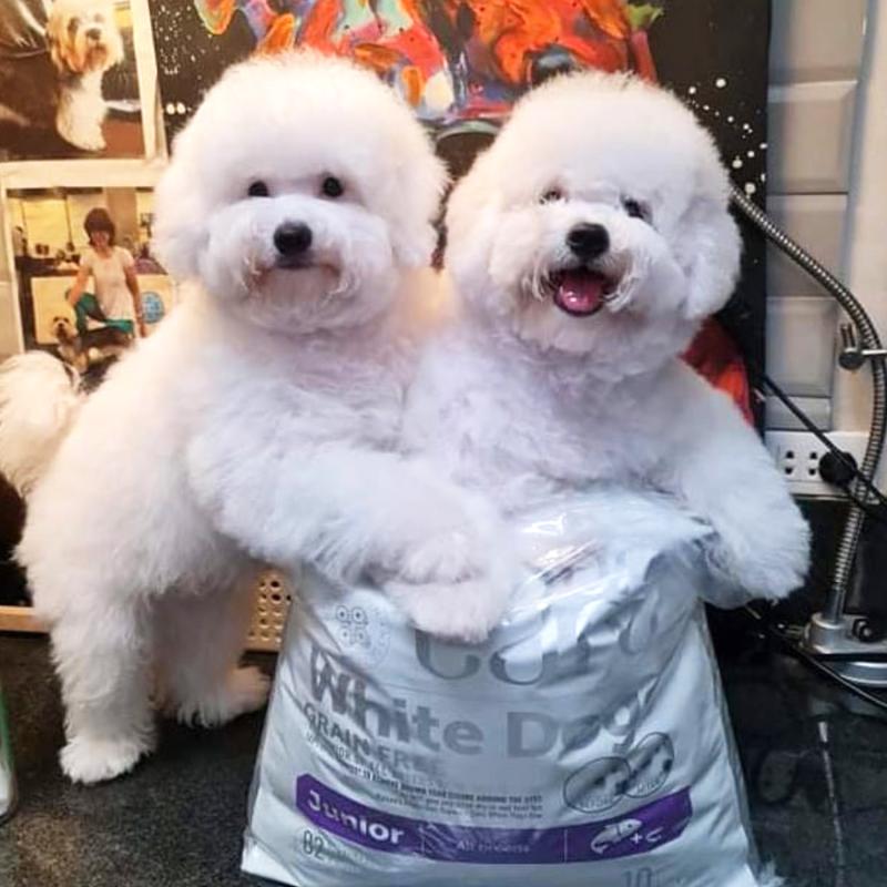 Premium Salmon Dog Food for Puppies - Supports Healthy Skin & Light Coat - Ideal for All Breeds - Perfect for Daily Meals & Training Treats