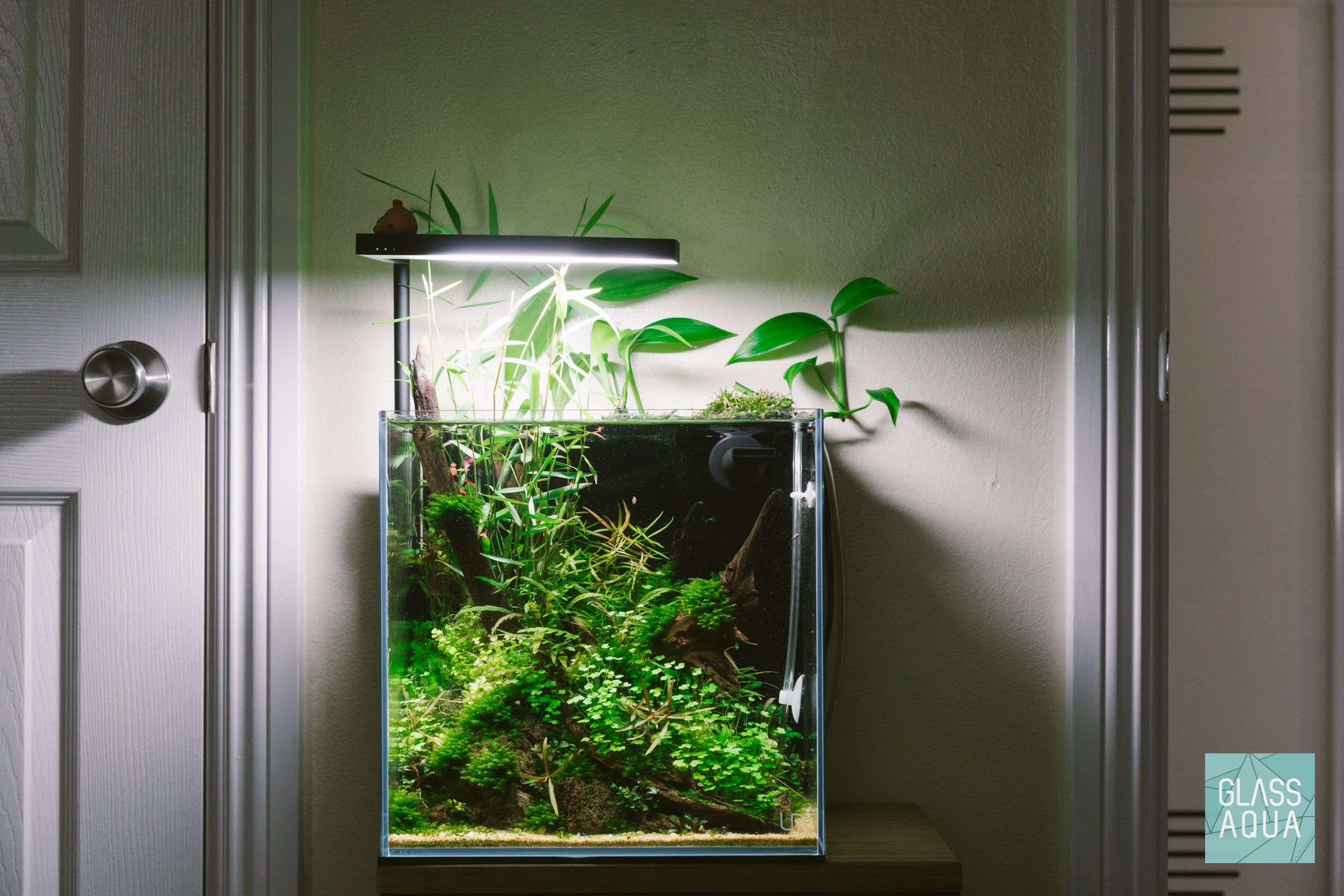 Hydrocotyle Tripartita Aquatic Plant - Live Freshwater Carpet Plant for Aquariums & Fish Tanks | Perfect for Aquascaping, Shrimp Tanks & Nano Tanks