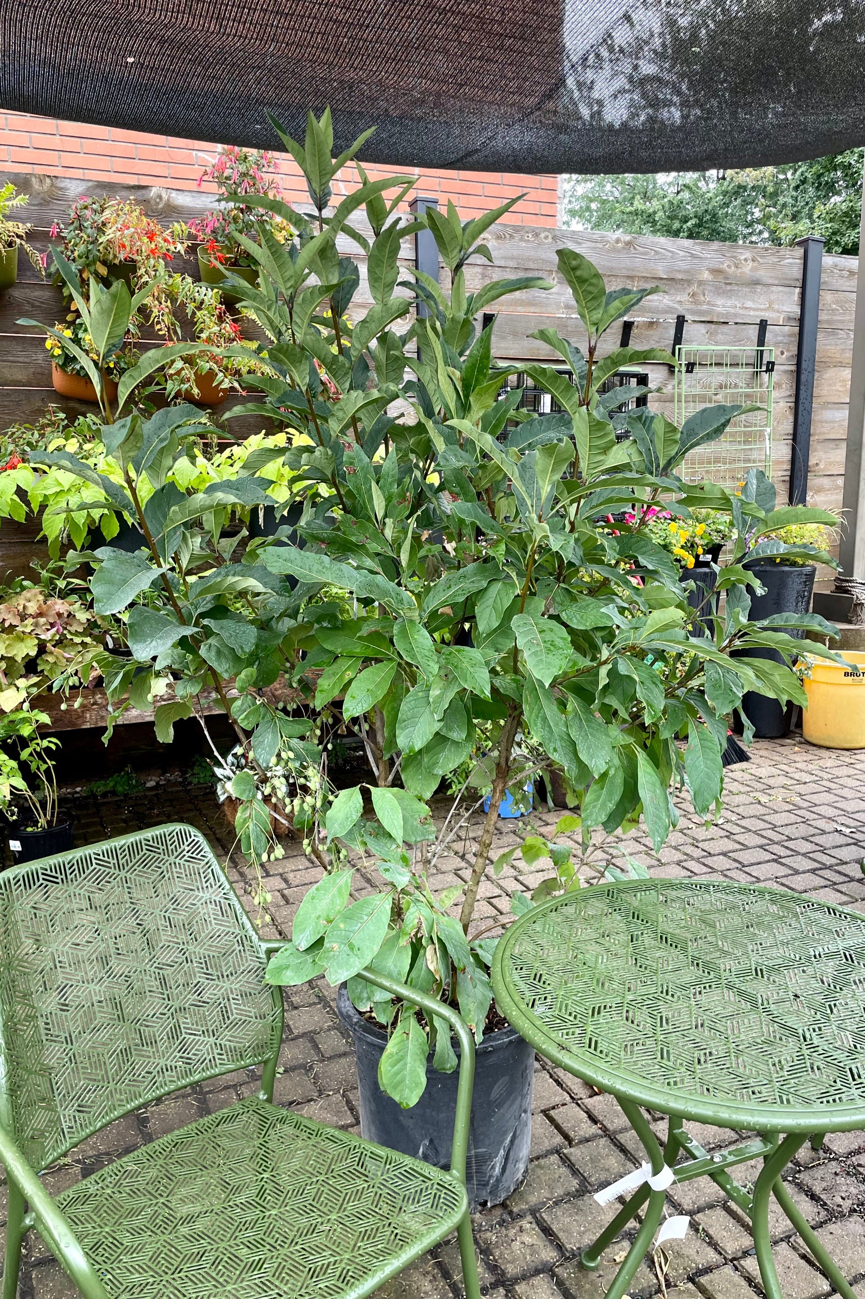 Chionanthus virginicus (White Fringetree) #10 Live Plant - Fragrant Spring Blooms, Fall Berries | Perfect for Landscaping, Gardens & Pollinator-Friendly Yards