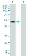 Anti-CHN1 Mouse Polyclonal Antibody (50µG) - High-Quality Research Antibody for Western Blot, ELISA & Immunohistochemistry - Ideal for Neuroscience & Cancer Research