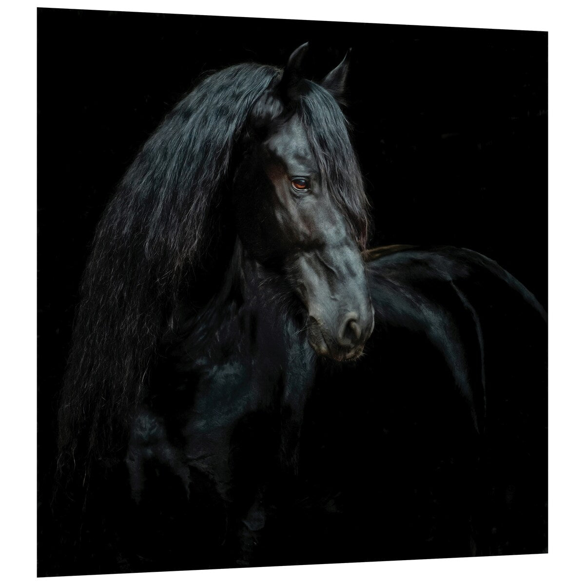 Black Equine Attraction Frameless Floating Tempered Glass Wall Art - Modern Home & Office Decor for Living Room, Bedroom, or Workspace