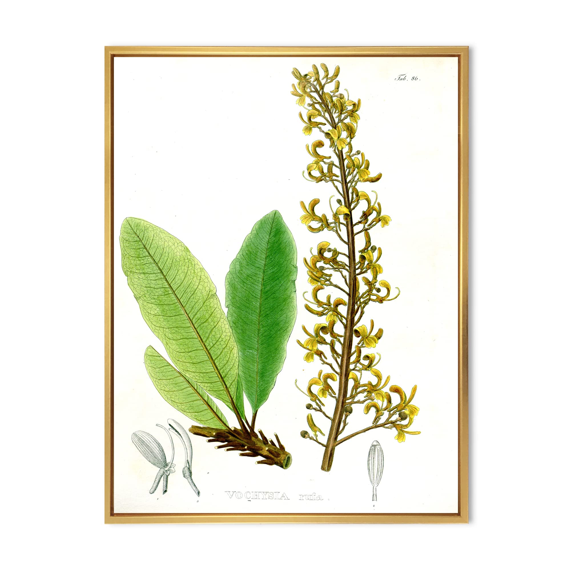 DesignQ Vintage Brazilian Plant IV - Traditional Framed Canvas Wall Art Print for Living Room, Bedroom & Office Decor | Home Wall Decorations | Ready to Hang