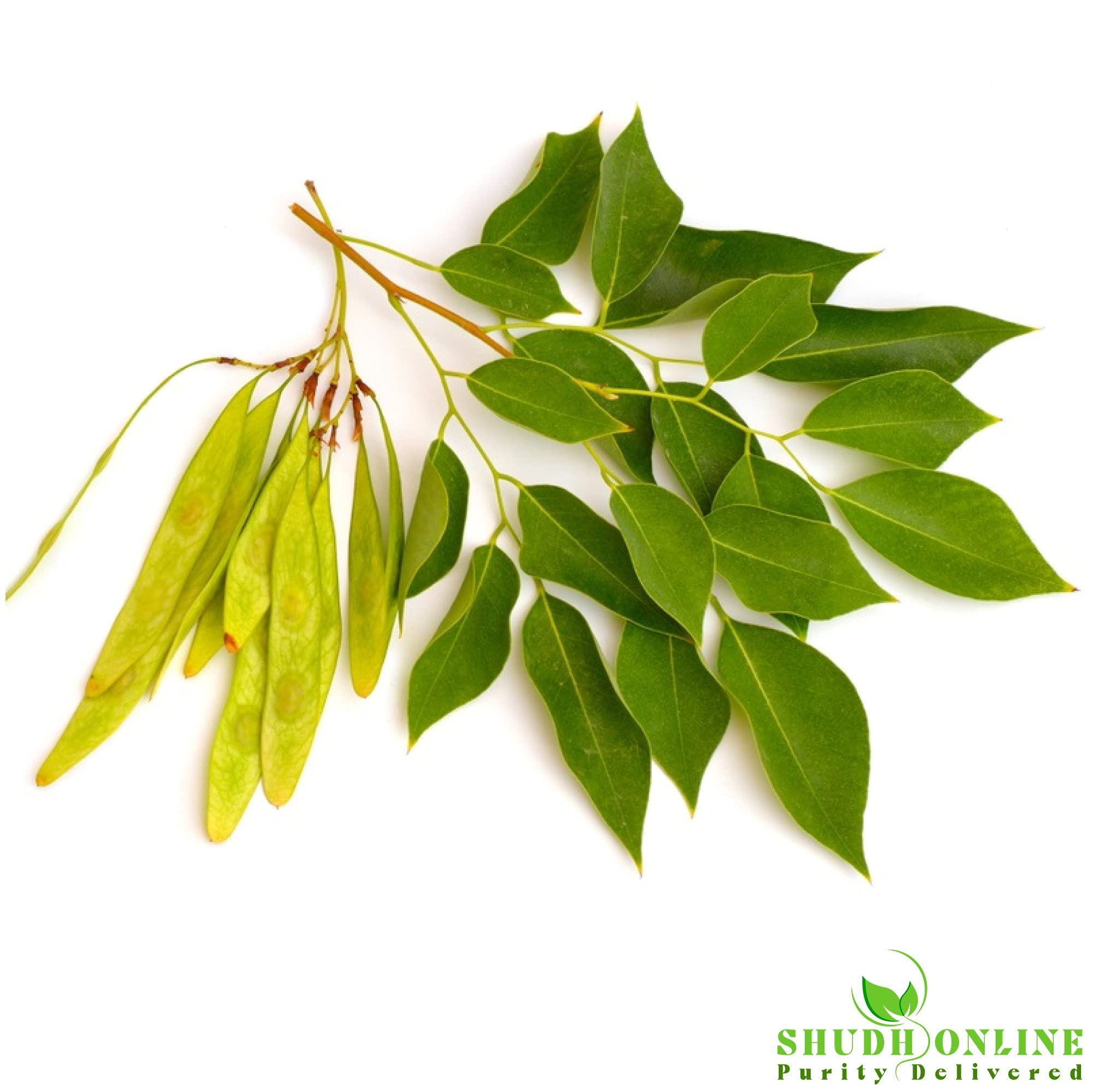 Premium Sheesham Powder (50g) - 100% Pure & Natural Sissoo Leaves Powder for Hair Care, Skin Care & Ayurvedic Remedies | DIY Beauty, Herbal Tea & Wellness Uses