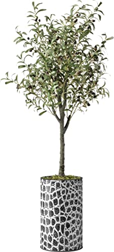 Olive Tree-2203240303