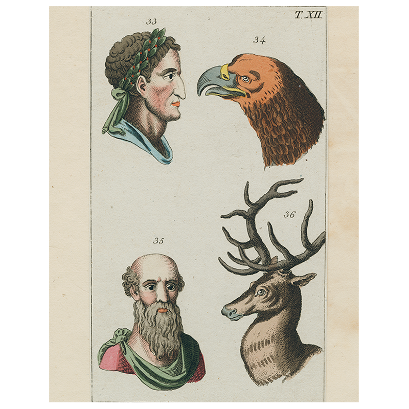 Eagle Animal Profile (Page 289) - Wildlife Education & Nature Study Guide for Bird Enthusiasts