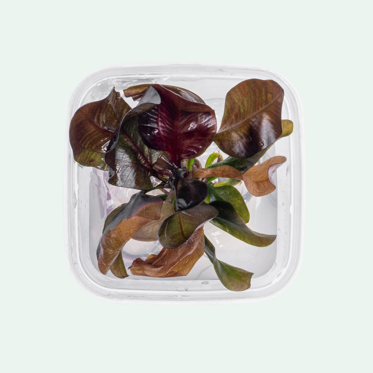 Echinodorus Reni Live Aquarium Plant - Freshwater Aquatic Plant for Fish Tanks, Ponds & Aquascaping | Perfect for Beginners & Planted Aquariums