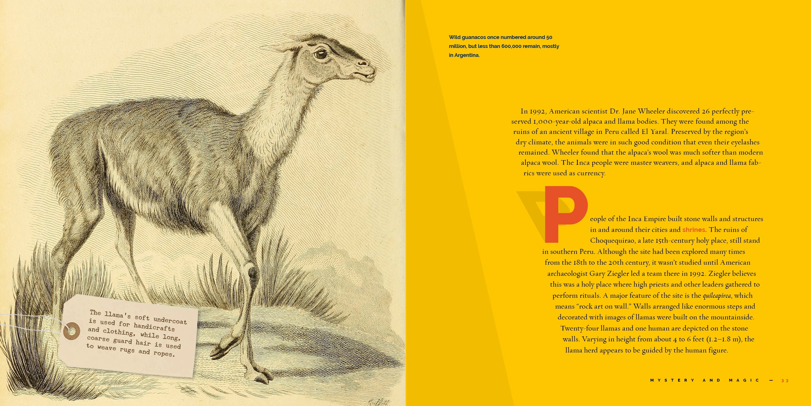 Llamas: A Fascinating Animal Guide Book (ISBN 9781640267916) - Perfect for Animal Lovers, Kids Education & Nature Enthusiasts