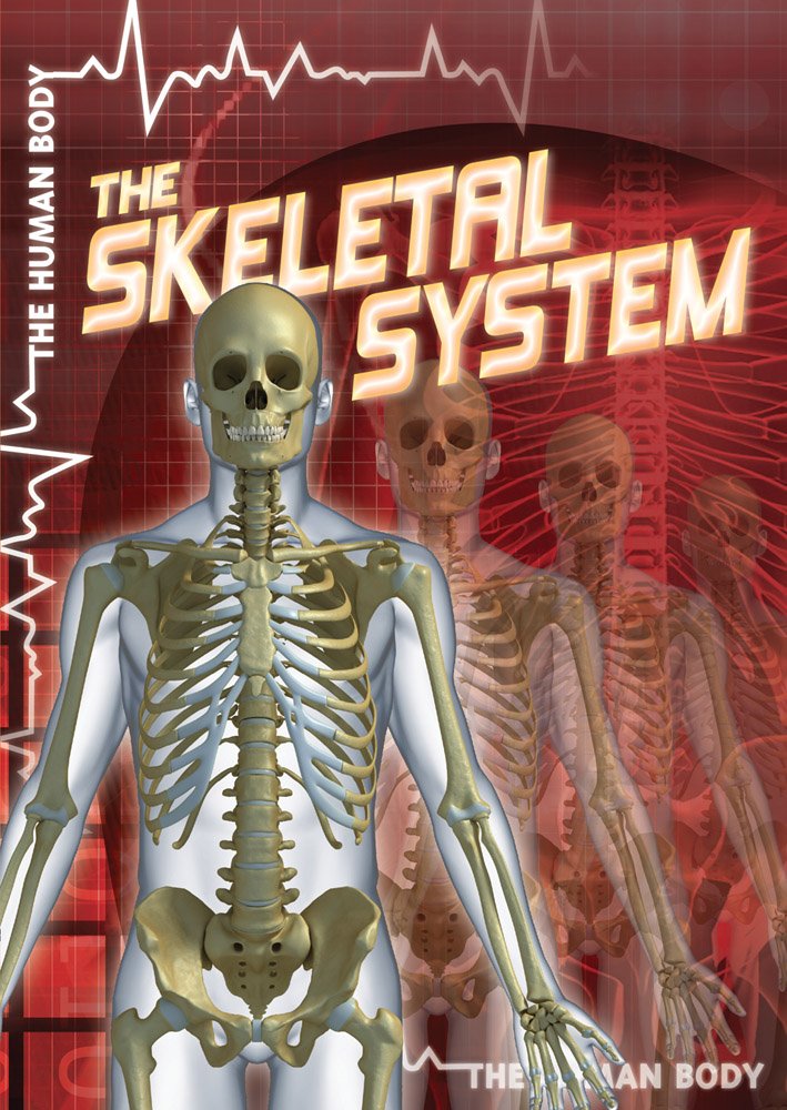 The Skeletal System: Anatomy, Functions & Structure of Human Bones | Study Guide for Biology Students & Medical Professionals