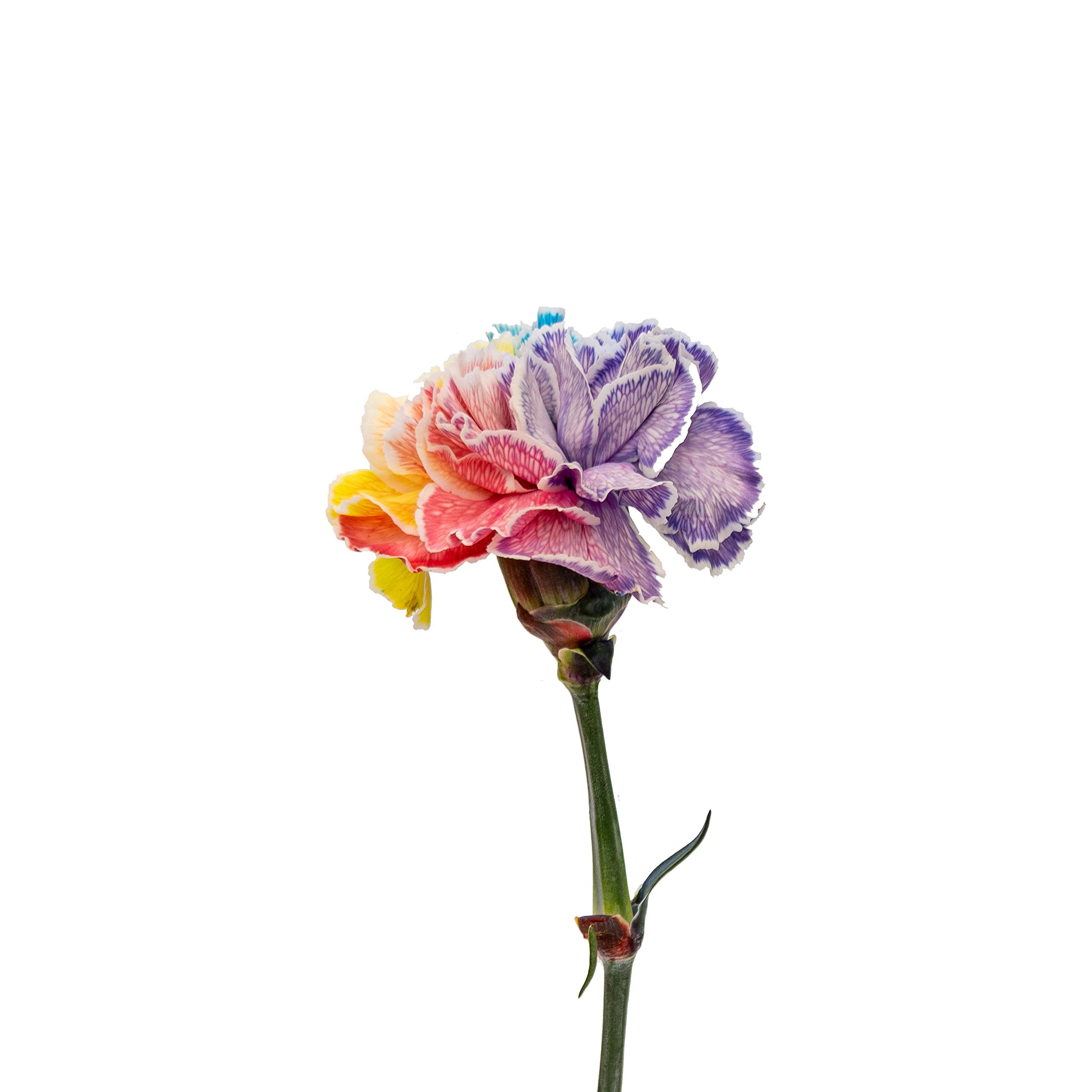 FlowerPrime 150 Rainbow Pride Carnations - Fresh Natural Cut Flowers for Weddings, Parties & Home Decor - Tinted Special Holiday Variety Pack - Perfect for LGBTQ+ Events, Pride Month & Gift Giving