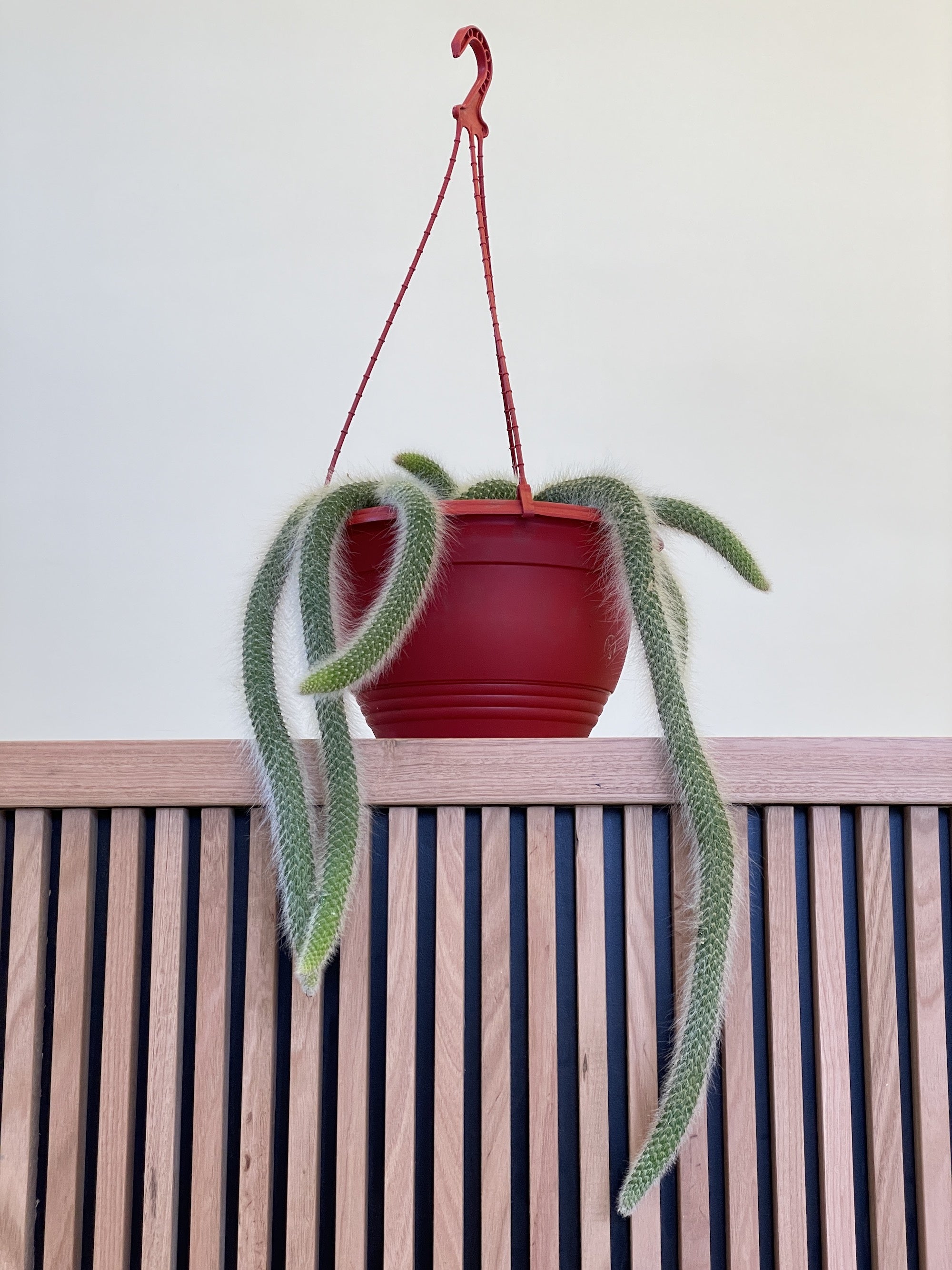 Cleistocactus colademononis 'Monkey Tail' Cactus - Rare Exotic Succulent Plant for Home & Office Decor, Indoor Gardening