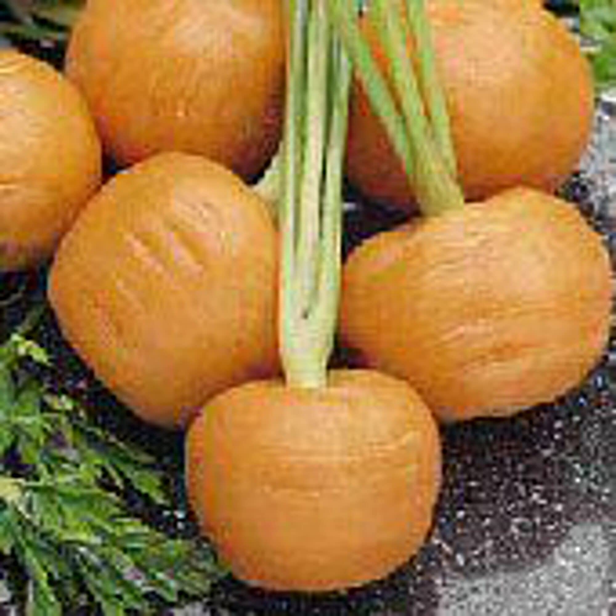 Organic Thumbelina Carrot Seeds (20+ Seeds) - Non-GMO Heirloom Vegetable Seeds for Planting | Home Garden, Greenhouse & Container Gardening | Perfect for Salads, Juicing & Healthy Snacks