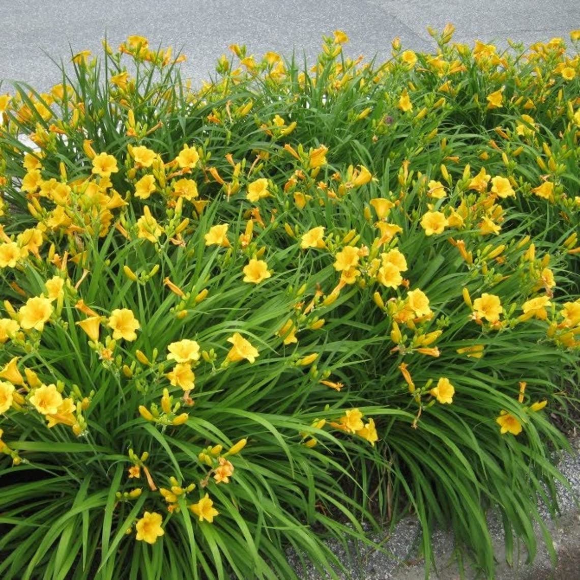 20 Bareroot Stella D'Oro Daylilies - 1-2 Fan Perennial Plants for Landscaping, Garden Borders & Outdoor Decor