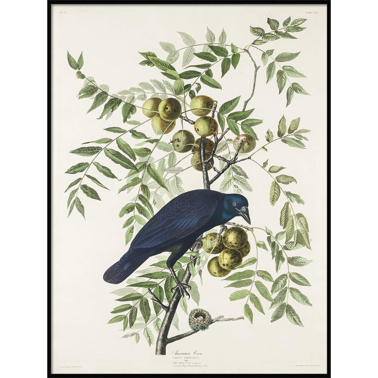 Vintage Crow Print - Antique Bird Painting & Large Wall Art Decor | American Crow Poster for Nursery, Living Room, Office | 8.5x11 Bird Art Print C313