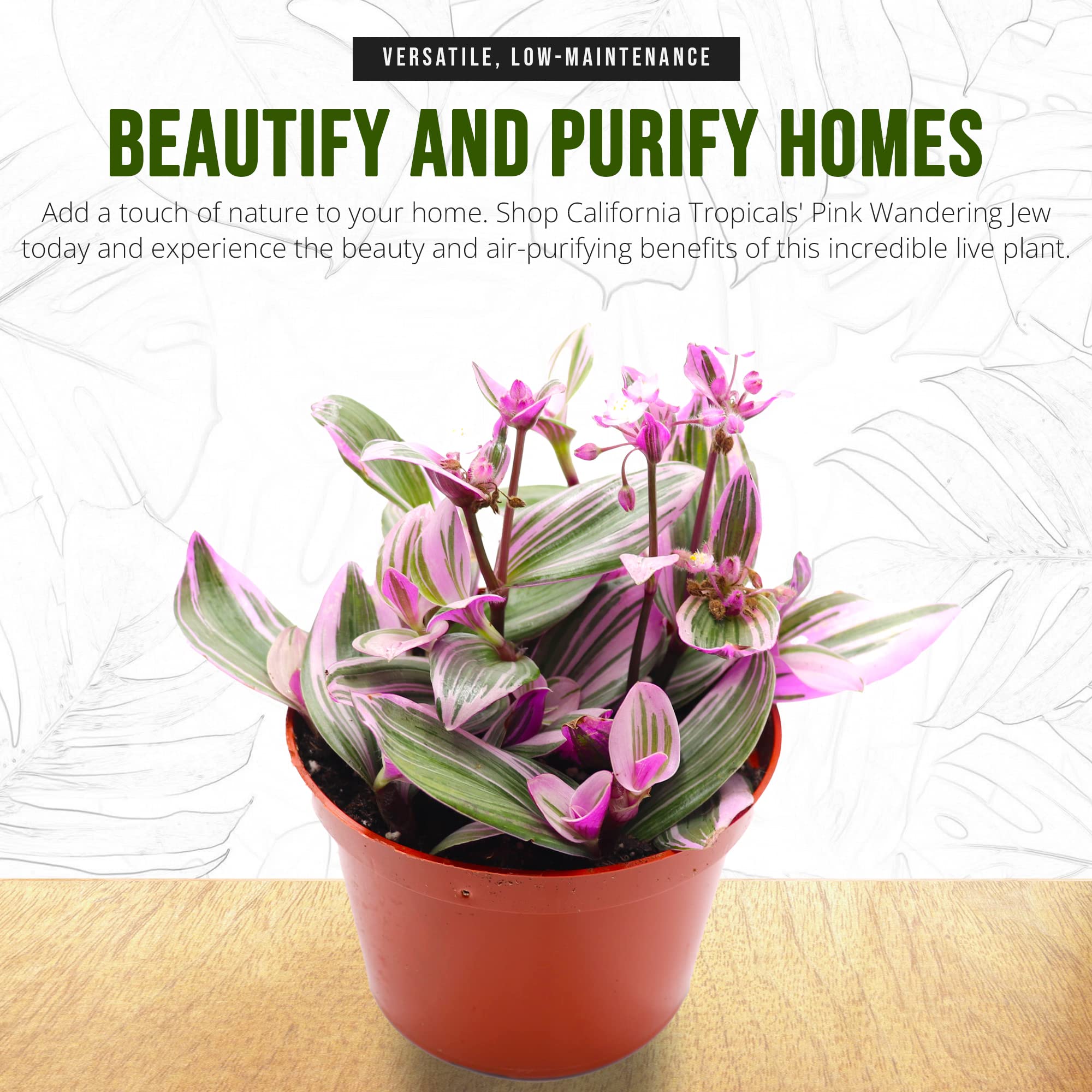 California Tropicals Pink Tradescantia Nanouk - Rare Live Houseplant in 6 Inch Pot with Rooted Leaves - Easy Care Indoor Outdoor Plant for Home Office Decor, Mini Tropical Garden, Gift Idea for Plant Lovers