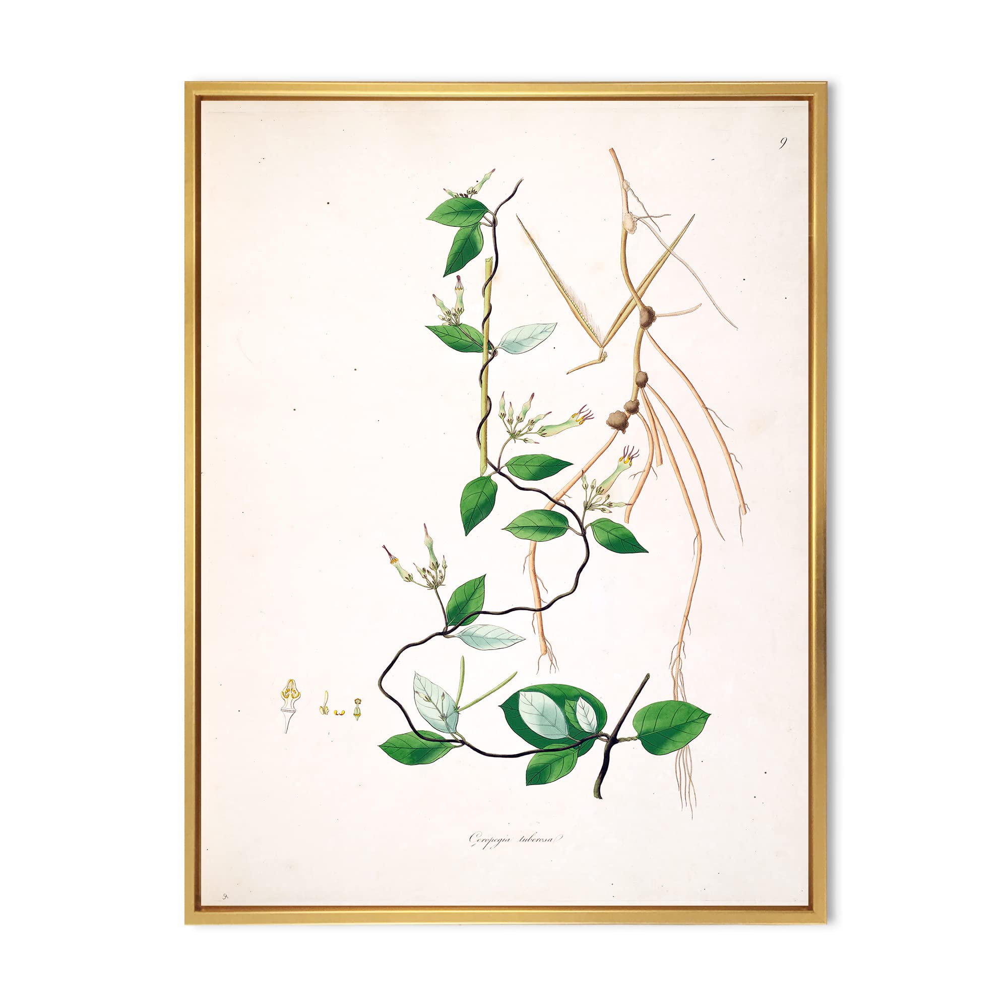 Vintage London Plants IV - Farmhouse Framed Canvas Wall Art Print | Botanical Home Decor for Living Room, Bedroom & Office