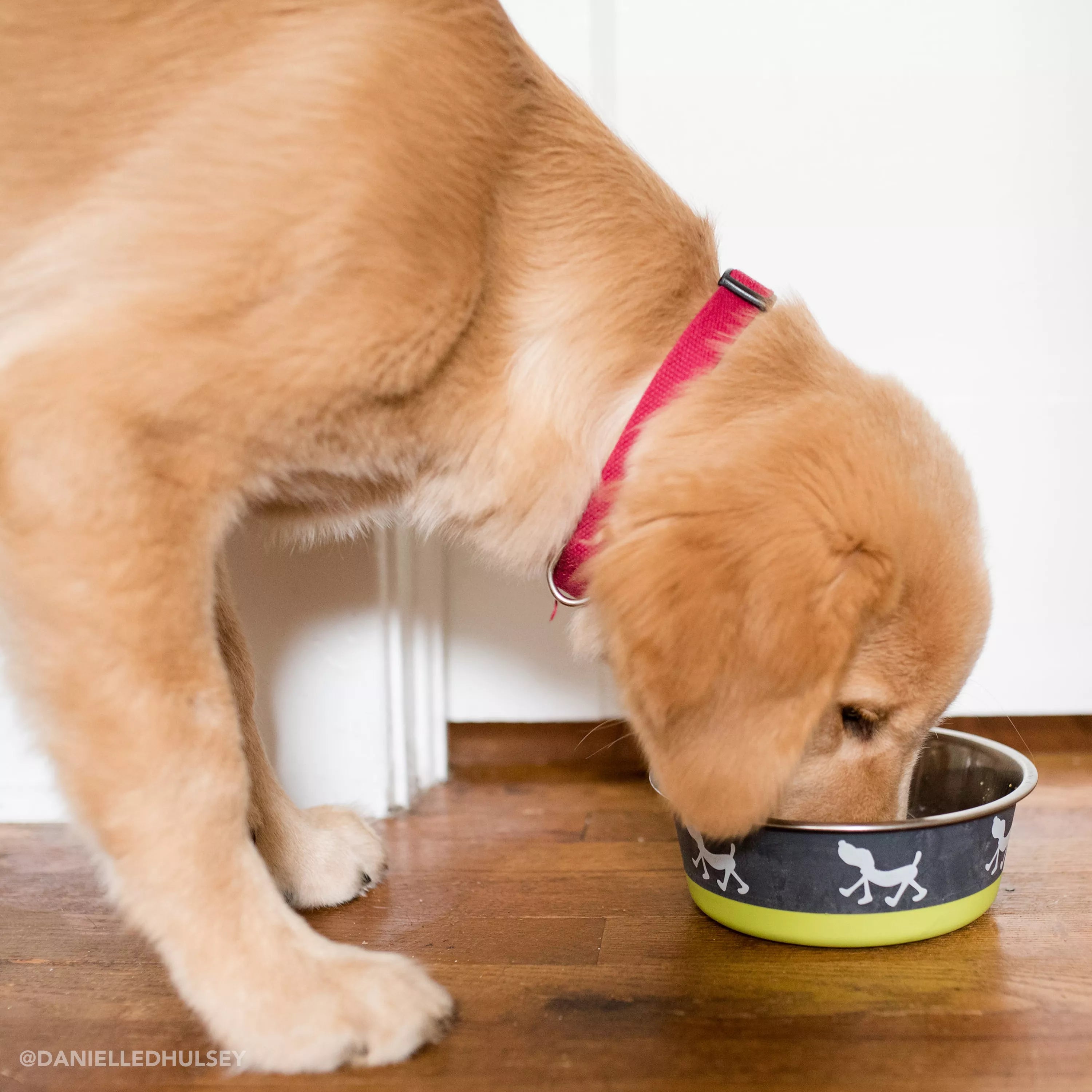 Bergan Plato Maslow Non-Slip Stainless Steel Dog Bowl in Blue - Durable Pet Food Dish for Small to Medium Dogs, Perfect for Home or Travel Use