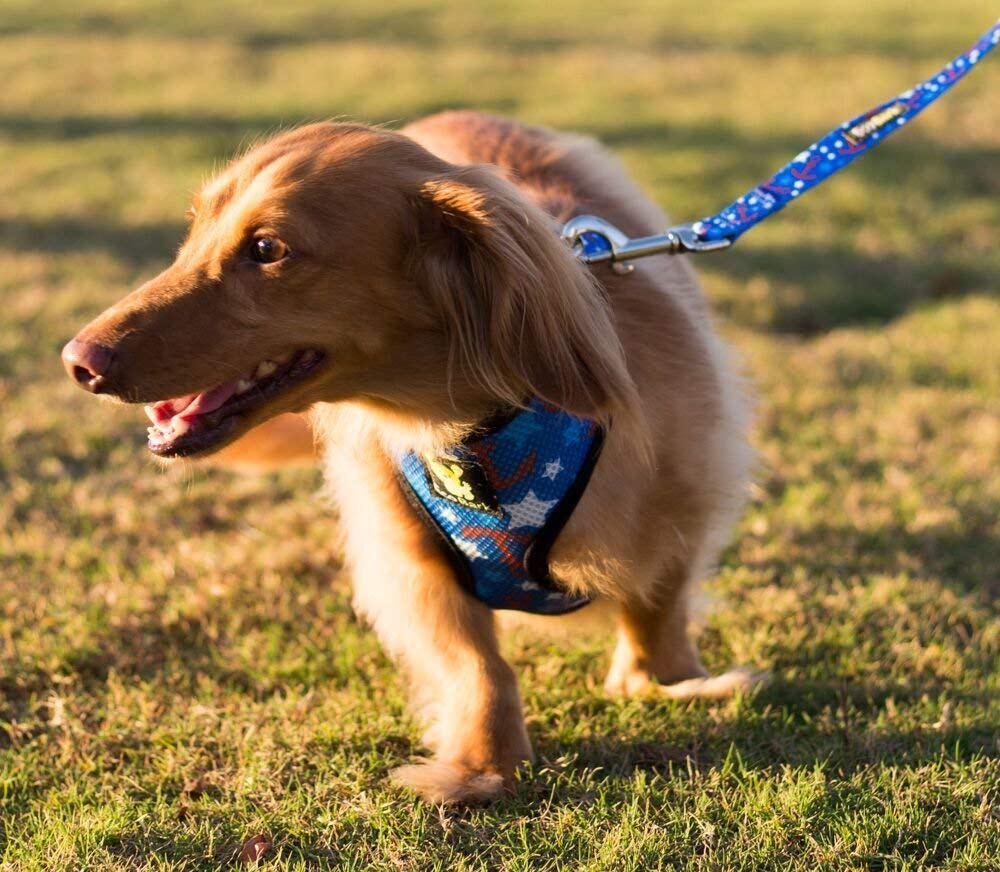 **EcoBark Reflective Dog Leash - Soft Padded Handle, Heavy Duty Training Leash for Small, Medium & Large Dogs - Durable & Comfortable for Walking, Running & Outdoor Adventures (Nautical Blue)**