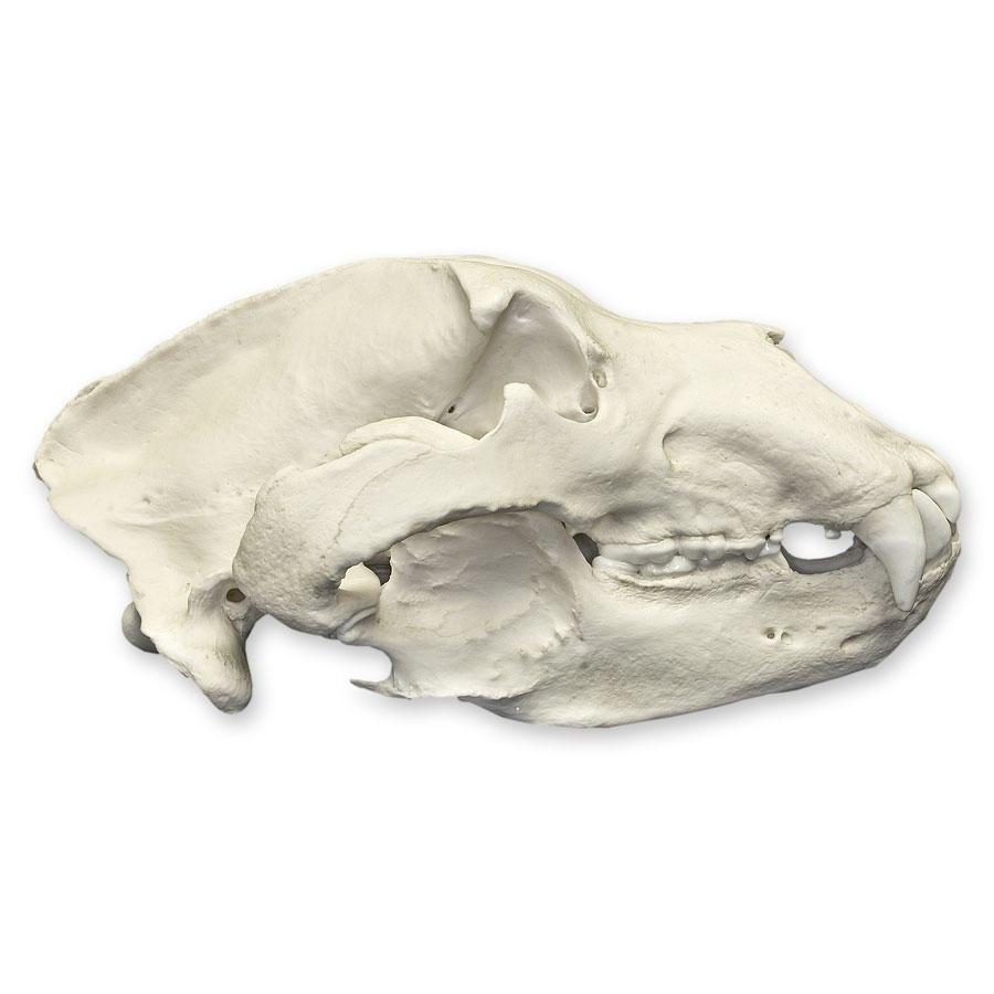 Authentic Replica Kodiak Grizzly Bear Skull - Lifelike Decoration for Home, Office, or Hunting Lodge - Perfect for Halloween, Taxidermy Displays & Wilderness Themed Decor