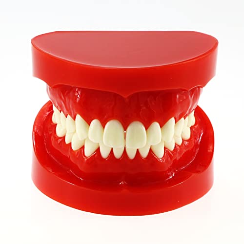 Dental Demonstration Teeth Model - Adult Standard Typodont for Teaching & Study (Red, M7004) | Perfect for Dental Students, Professionals & Classroom Training