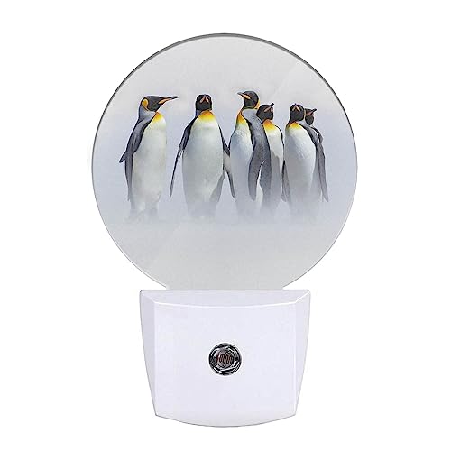 Lovely Penguin