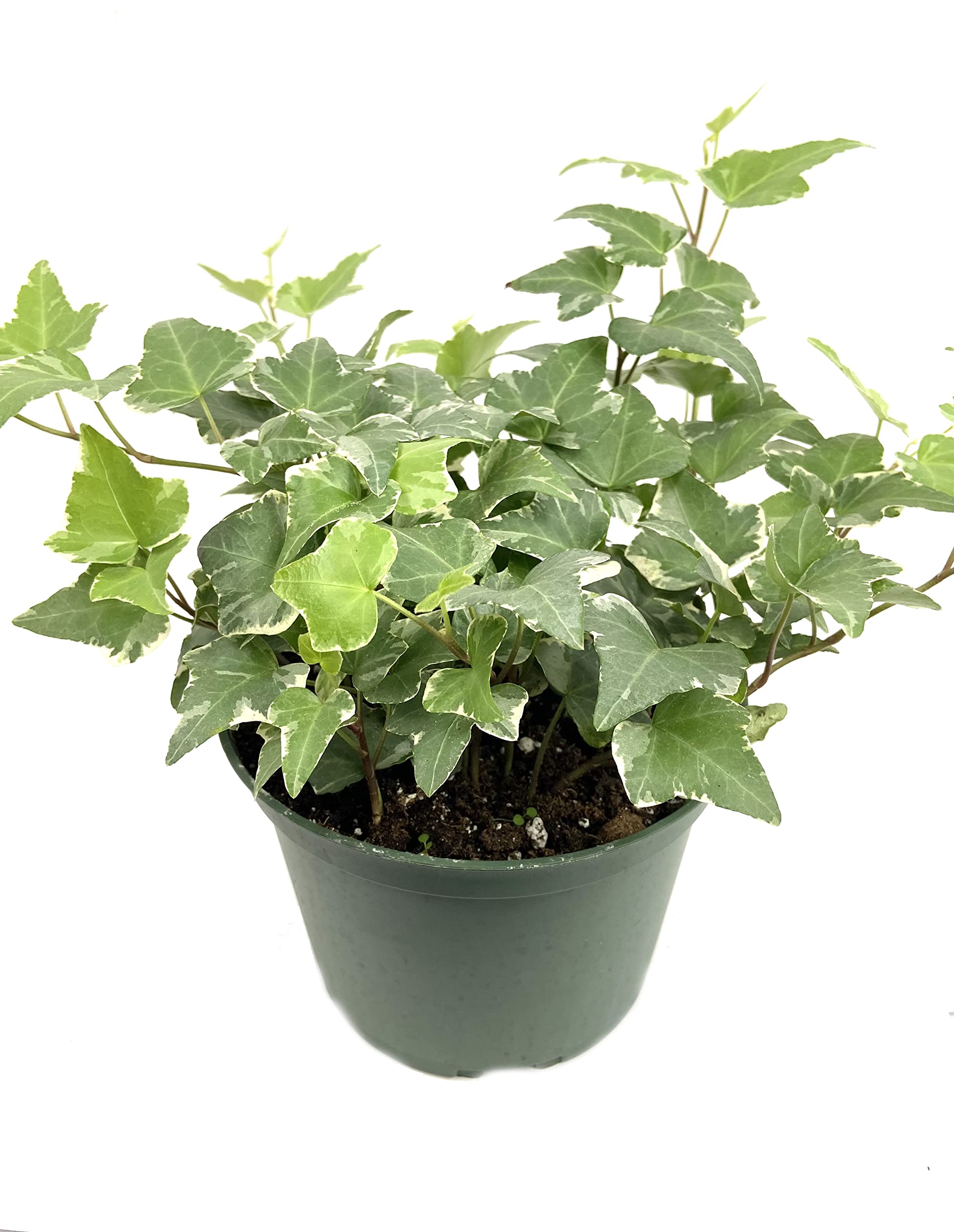Variegated English Ivy Live Plant - Hedera Helix in 6 Inch Pot - Easy Care Indoor Air Purifying Houseplant Vine for Home, Office & Garden Decor (1 or 5 Plants)
