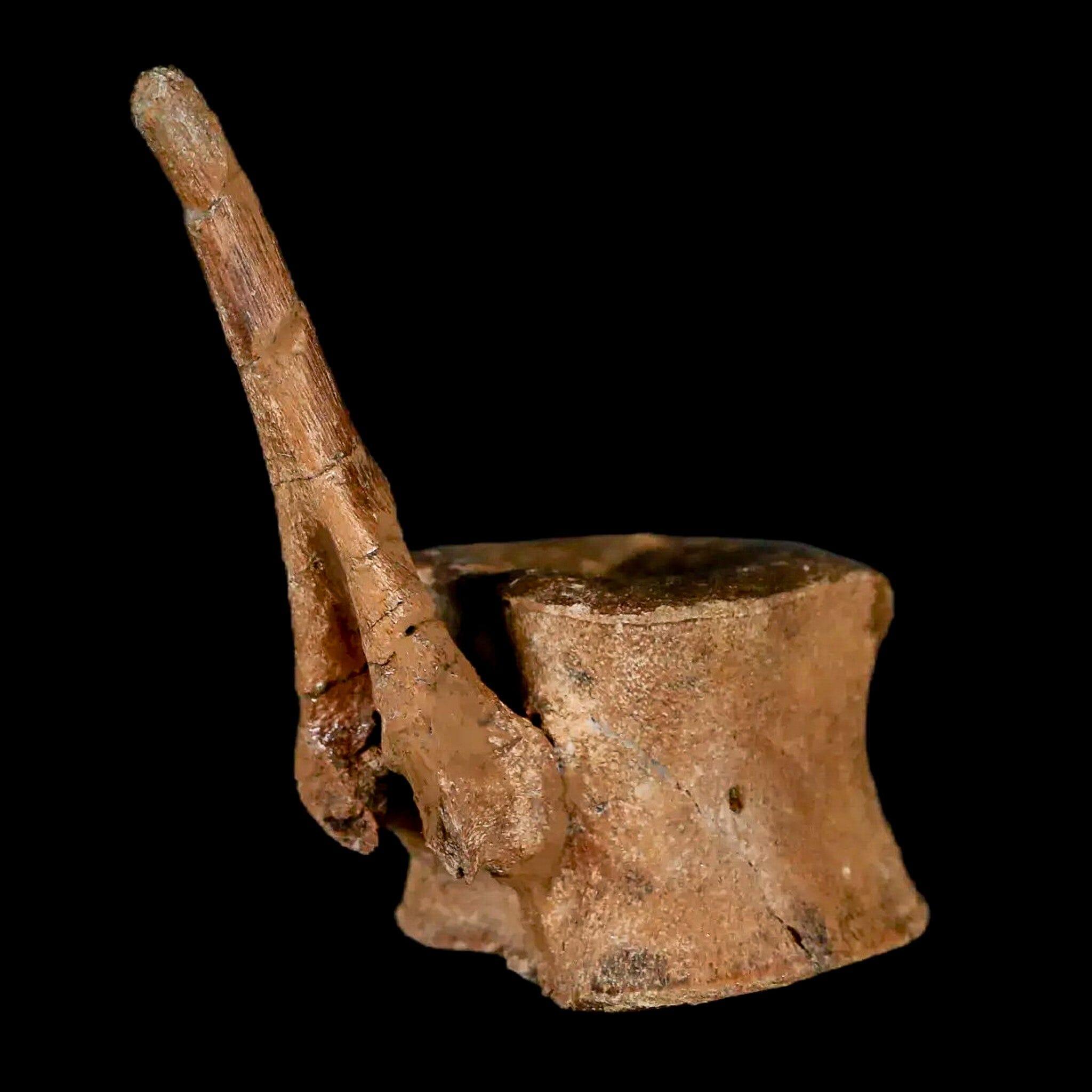 Authentic Brachylophosaurus Dinosaur Tail Vertebrae Fossil - Cretaceous Period Judith River Formation with COA - Perfect for Paleontology Collectors & Educational Displays
