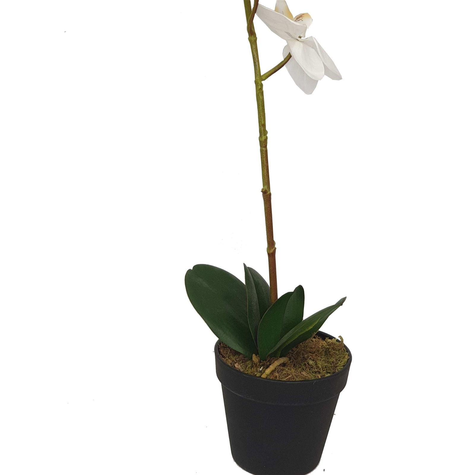 60cm Artificial Orchid Plant with White Flowers - Realistic Fake Floral Decor for Home, Office, Wedding & Party Decoration by Criterion